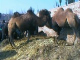 Yekshen Bazaar or Kashgar's Sunday Market where you could buy a camel for 1000 yuan per head or 500 yuan per hump.
