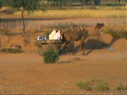 Camel Cart