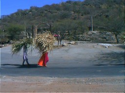 Carrying Hay