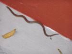 bushsnake2.jpg