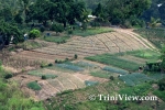 flpT2111091778.jpg