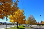 Fall In Colorado