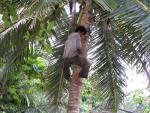 climbingcoconuttree.jpg