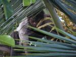 manincoconuttree.jpg