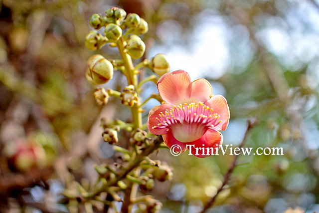 Close-up of a flower where Nagakiya's memorial service was held