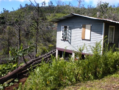 Nutmeg tree falls close to dwelling house